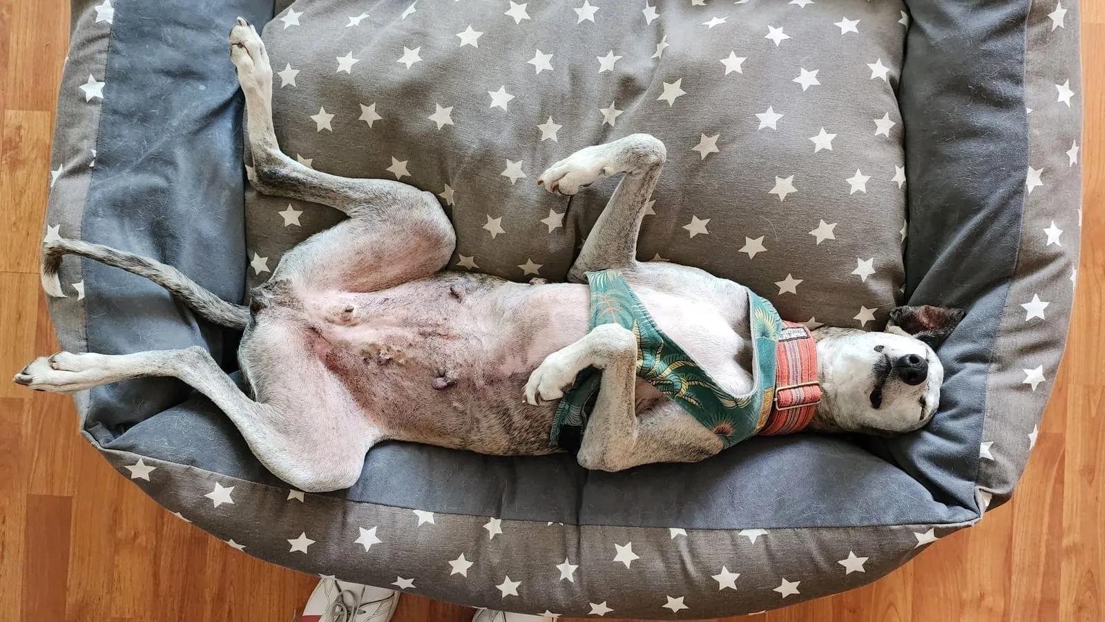 Antonia, galga atigrada y blanca, acostada panza arriba sobre una cama gris con estrellas.