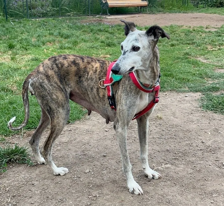 Antonia, galga atigrada y blanca, de pie sobre tierra con arnés rojo y verde en un parque.