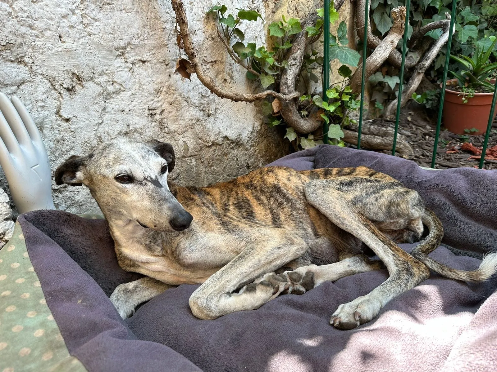 Antonia, galga atigrada, recostada sobre una manta morada junto a una pared con enredaderas.