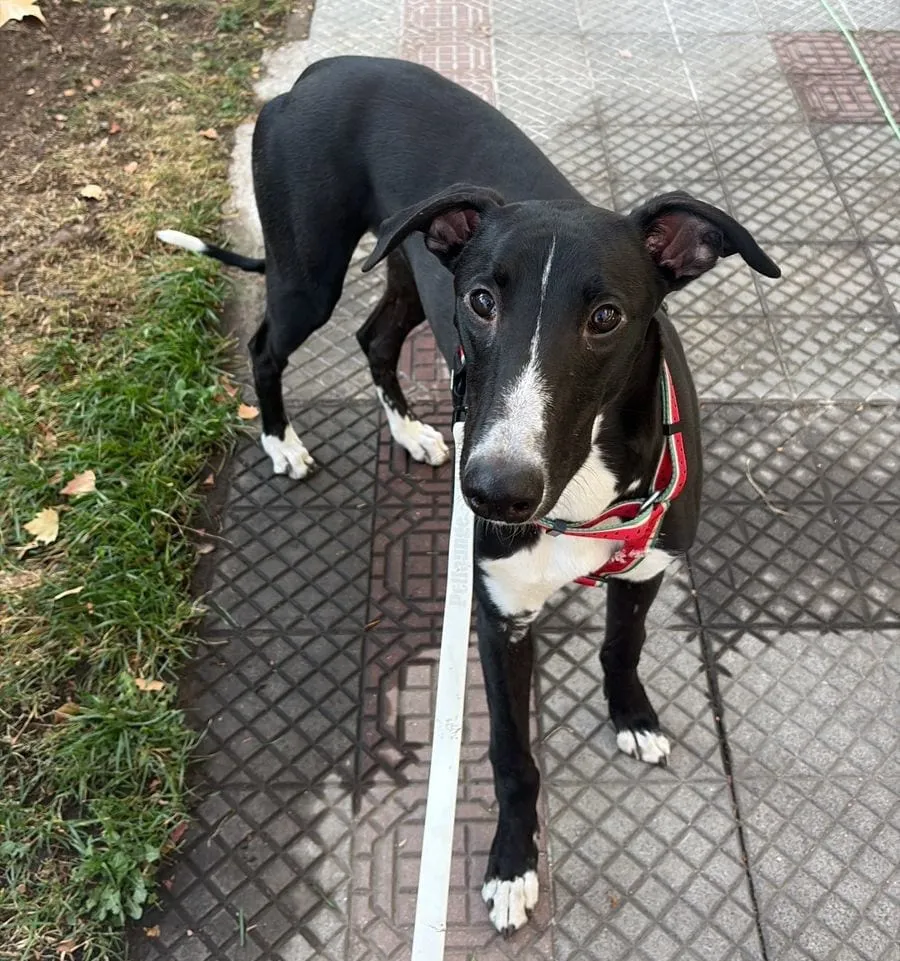 Baco, galgo negro y blanco, con arnés rojo, de pie sobre baldosas mirando a cámara.