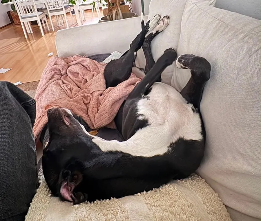 Baco, galgo negro y blanco, acostado panza arriba sobre un sofá con mantas.