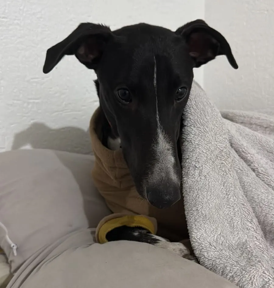 Baco, galgo negro y blanco, envuelto en una manta beige sobre un sofá mirando a cámara.