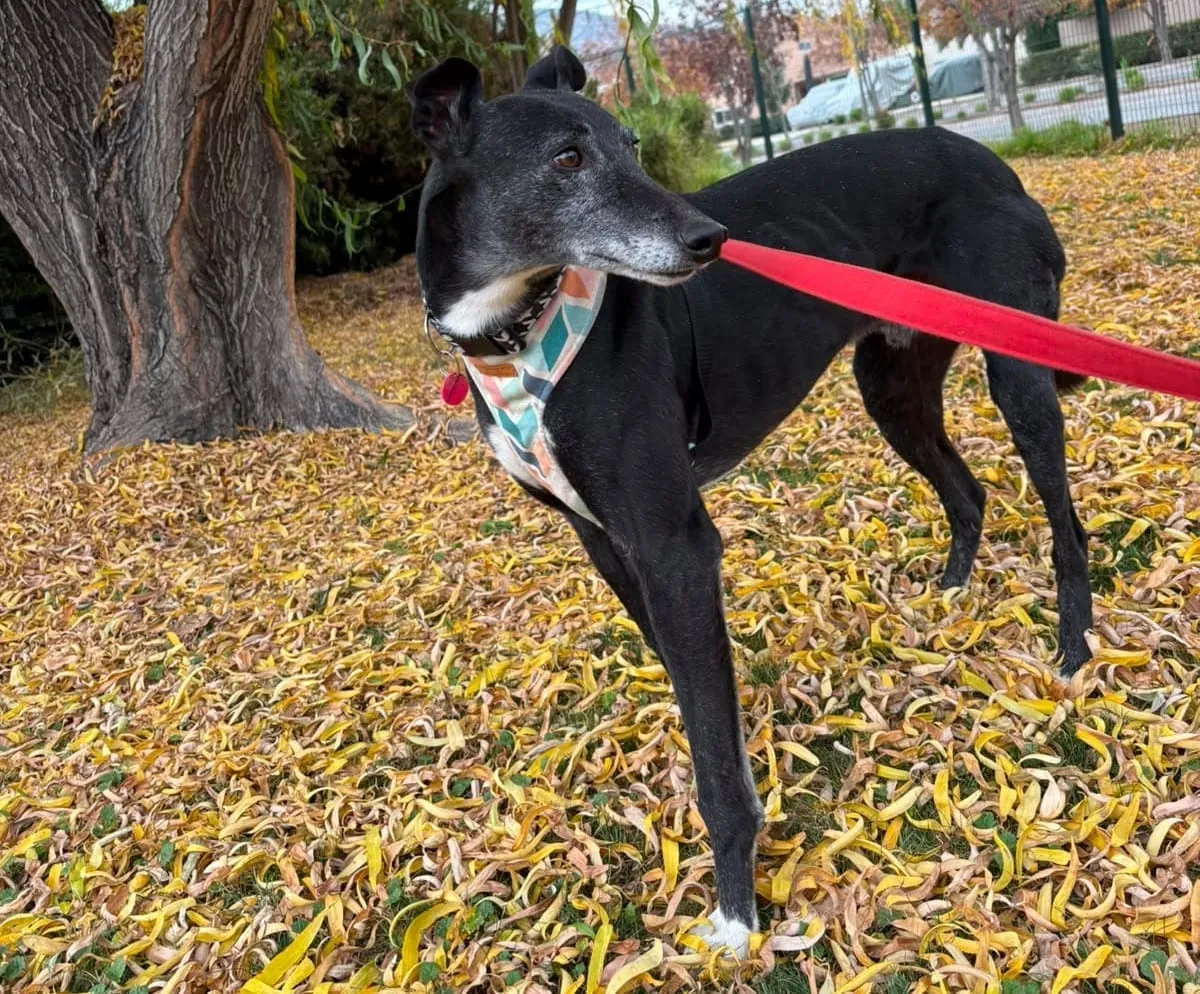 Barry, galgo negro con manchas blancas, con pañuelo de colores y correa roja, de pie sobre hojas amarillas junto a un árbol.