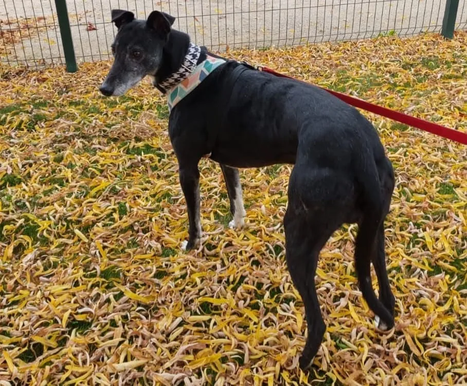 Barry, galgo negro con manchas blancas, con pañuelo de colores, de perfil sobre hojas amarillas.