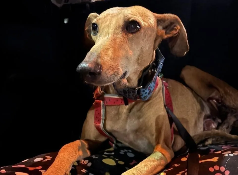 Belén, galga de pelaje canela, con arnés rojo y collar azul, recostada sobre una manta con estampado de huellas.