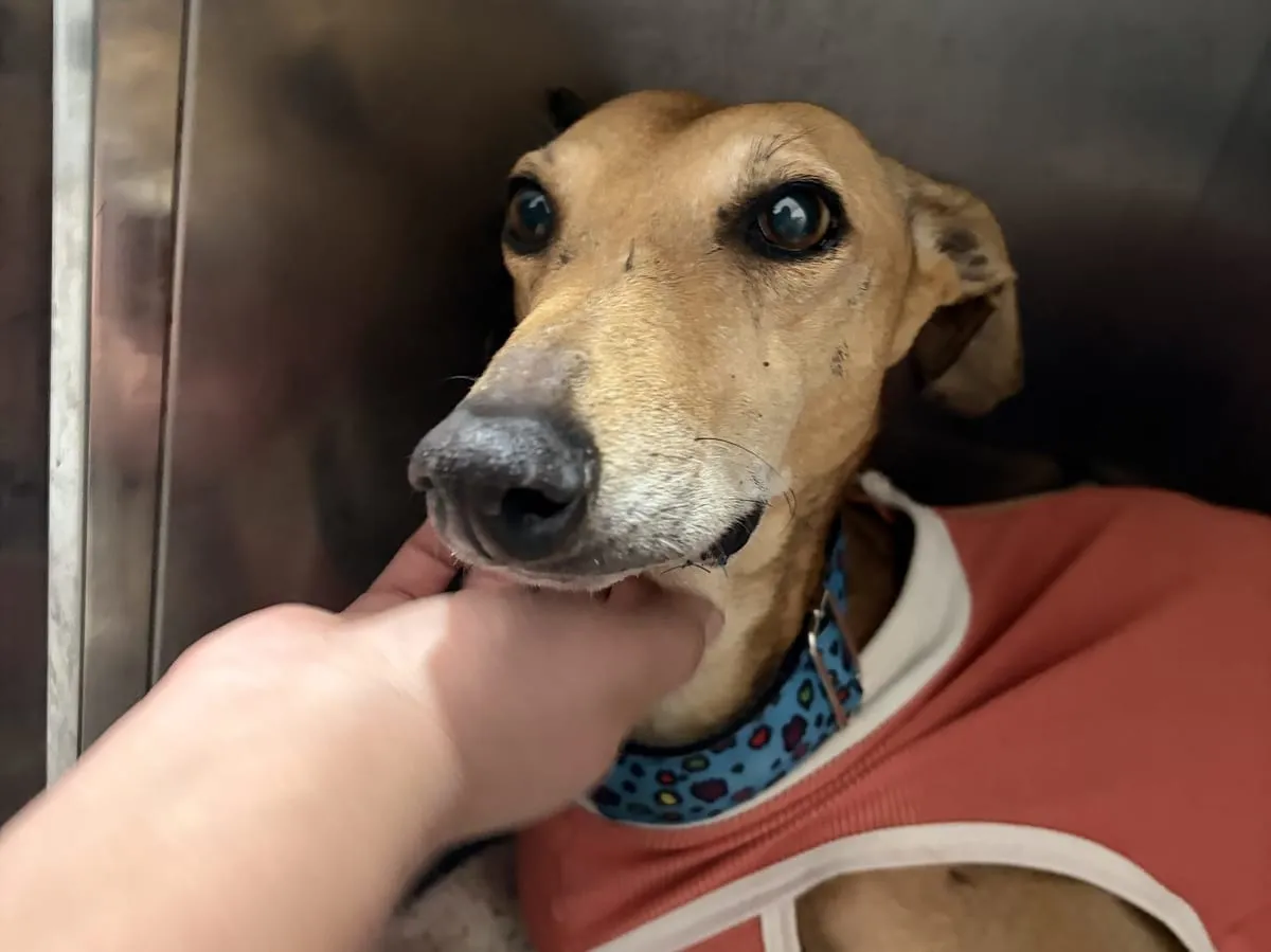 Primer plano de Belén, galga de pelaje canela con abrigo rojo y collar azul, mientras una mano le acaricia el hocico.