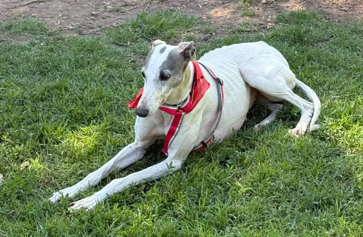 Bianca, galga blanca con manchas grises, con arnés rojo, recostada sobre césped.