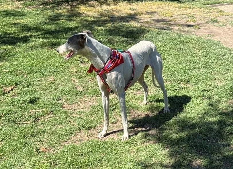 Bianca, galga blanca con manchas grises, con arnés rojo, de pie sobre césped mirando a un lado.