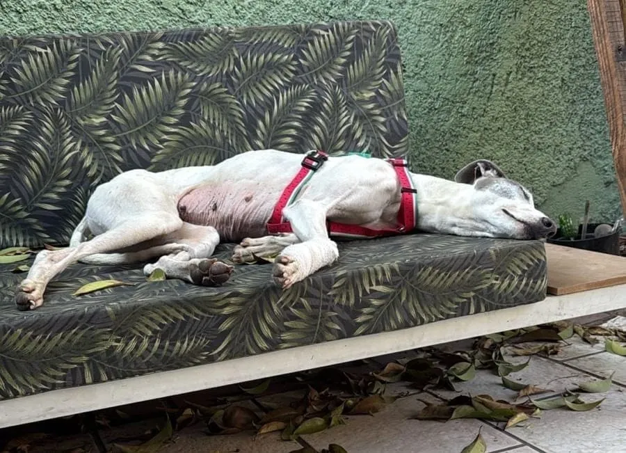 Bianca, galga blanca con manchas grises, con arnés rojo, dormida sobre un sillón con estampado de hojas.