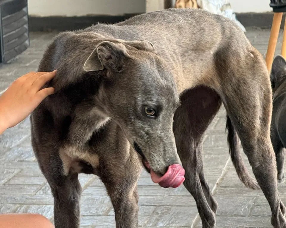 Blue, galga gris, con una mano sobre el lomo, parada sobre baldosas.