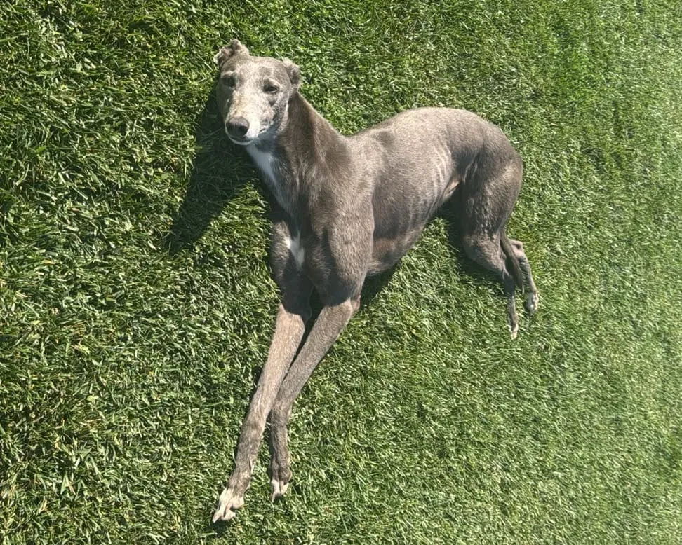 Blue, galga gris con manchas blancas, recostada sobre césped mirando a cámara.