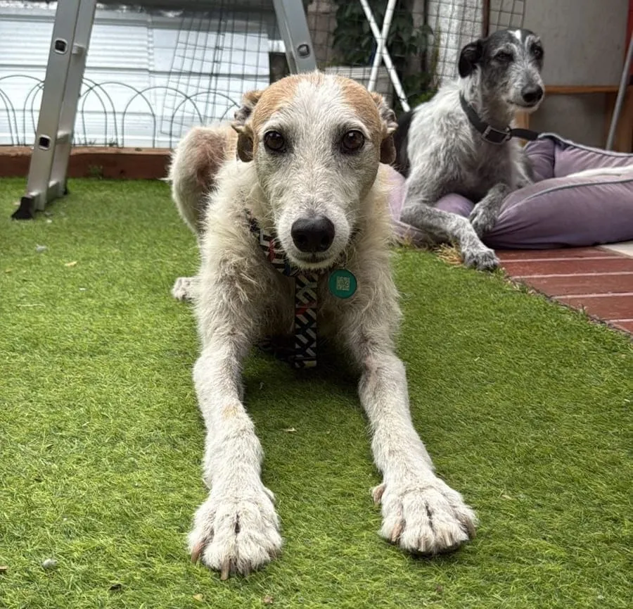 Browny, galgo blanco y canela, recostado sobre césped artificial con otro galgo gris al fondo.