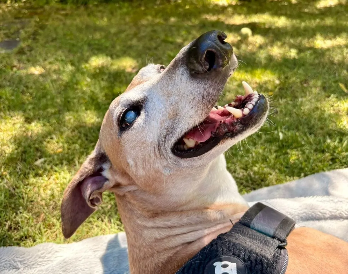 Bruno, galgo de pelaje canela, con arnés negro, mirando hacia arriba en un parque.