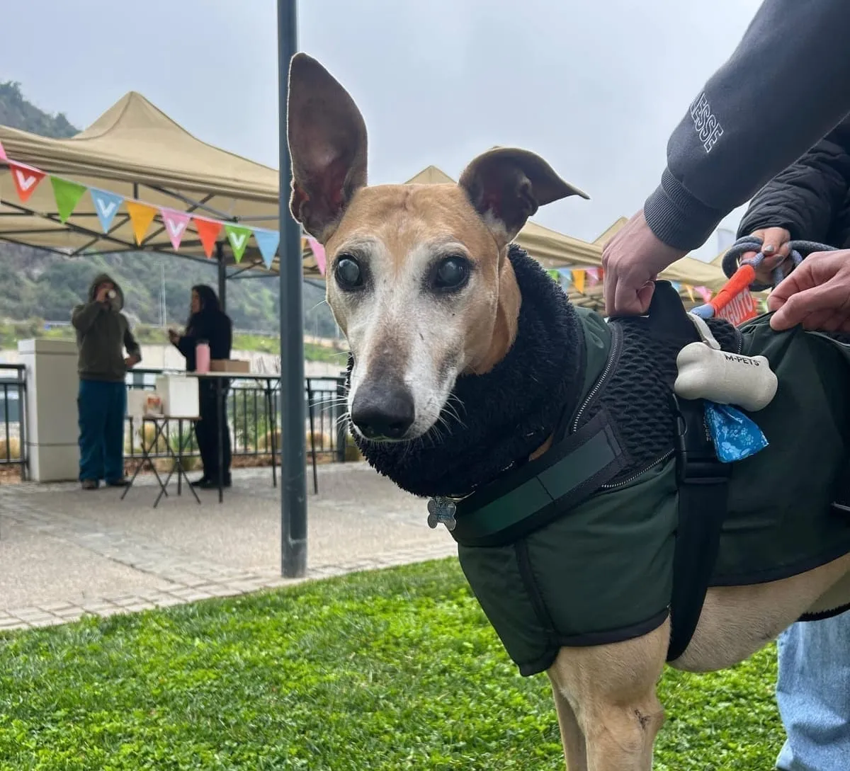 Bruno, galgo de pelaje canela, con abrigo verde y capucha negra, en una plaza con banderines.