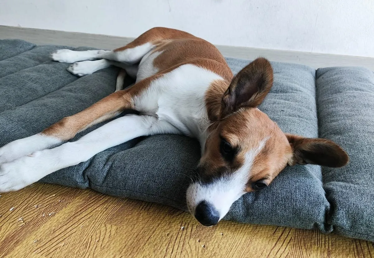 Canela, cachorra de pelaje blanco y canela, recostada sobre una cama gris en interior.