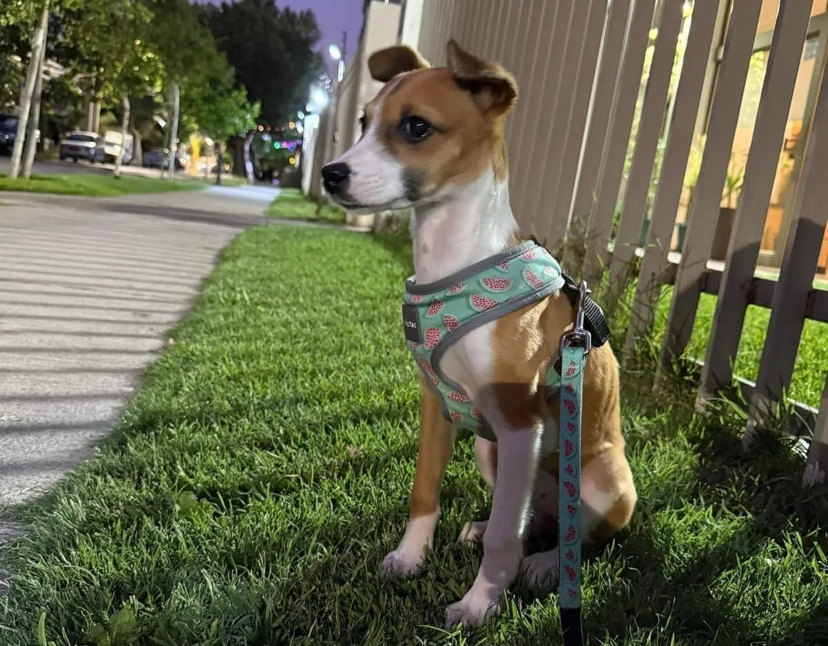 Canela, cachorra de pelaje blanco y canela, con arnés estampado, sentada sobre césped en la vereda.
