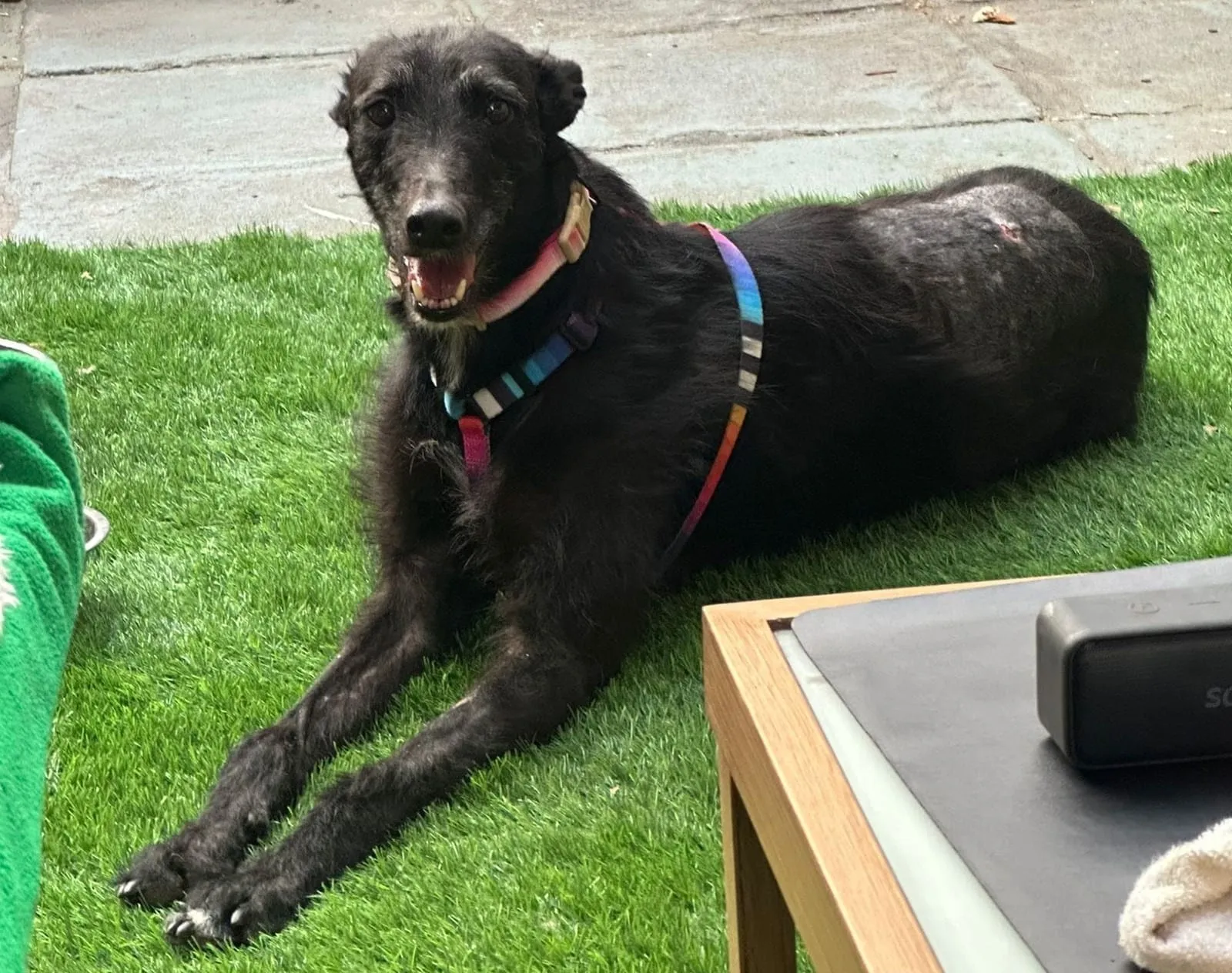 Capri, perra negra de pelo largo, con collar rosa y arnés, recostada sobre césped.