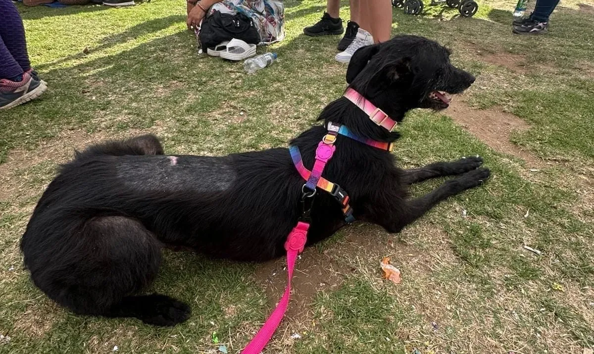 Capri, perra negra de pelo largo, con collar y arnés de colores, recostada sobre césped en un parque.