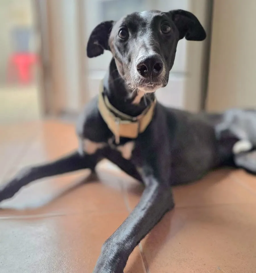 Dante, galgo negro con manchas blancas, con collar amarillo, recostado sobre piso de cerámica.