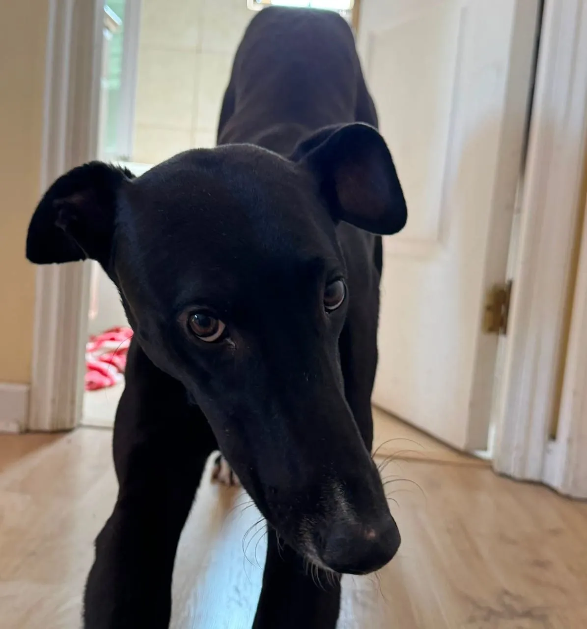 Dante, galgo negro con manchas blancas, de pie sobre un pasillo con piso de madera.