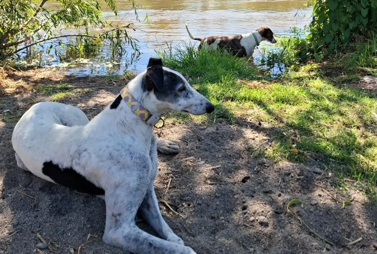 Fermín, galgo blanco con manchas negras, con collar de colores, recostado junto a un lago con otro perro al fondo.