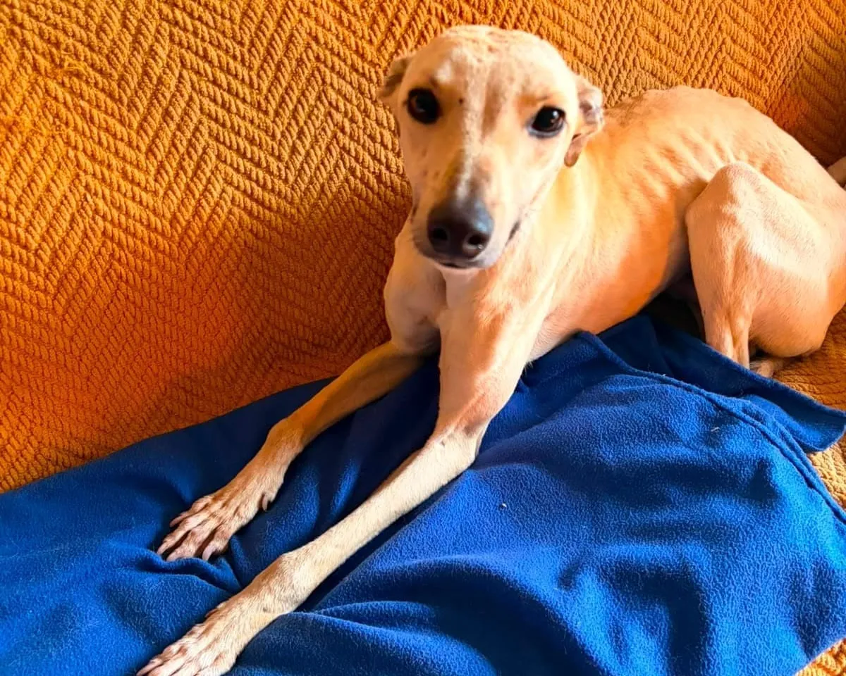 Fito, galgo de pelaje claro, recostado sobre una manta azul en un sofá.
