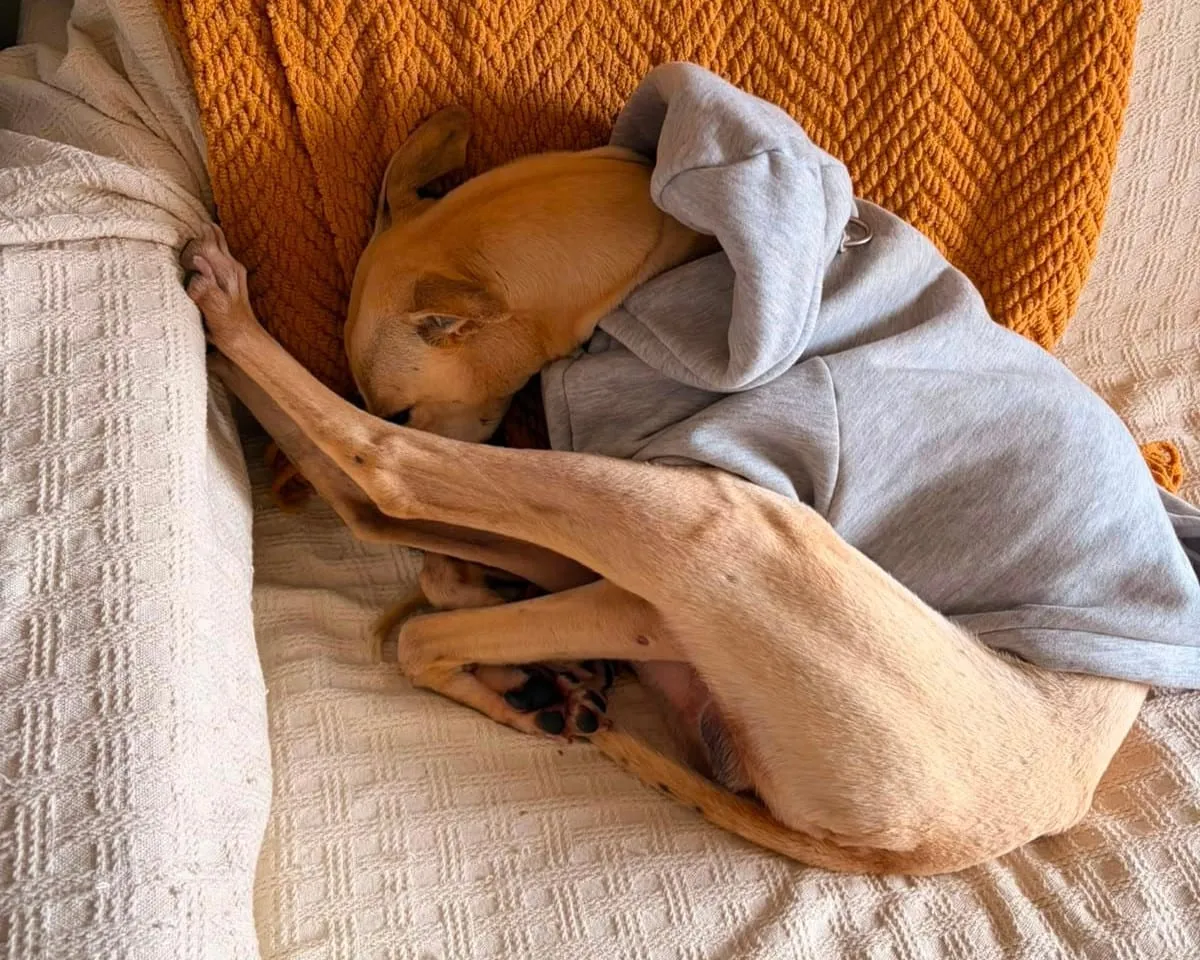 Fito, galgo de pelaje claro, envuelto en una polera gris durmiendo sobre un sofá.