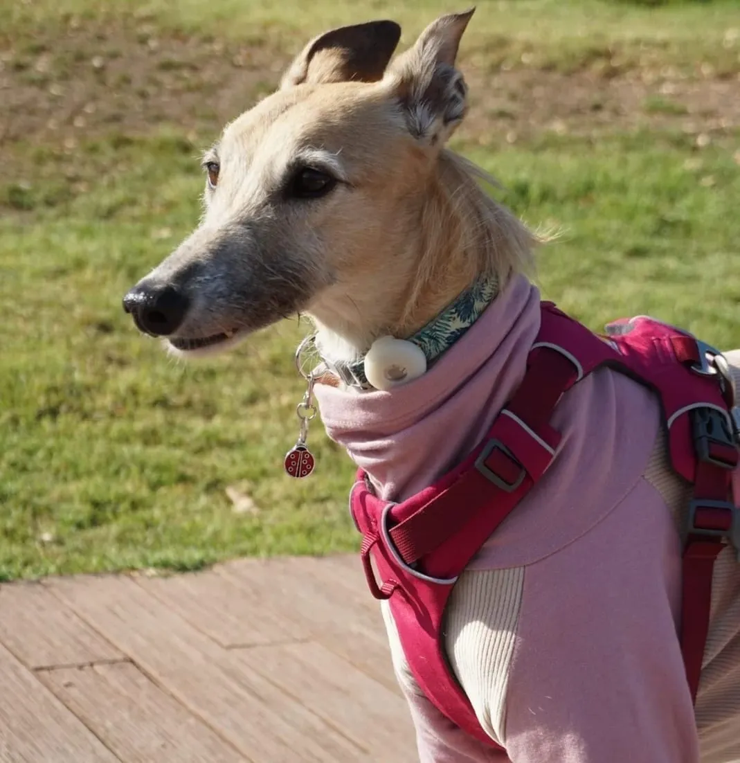 Foxy, galga de pelaje claro, con polera rosa y arnés rojo, de perfil al aire libre.