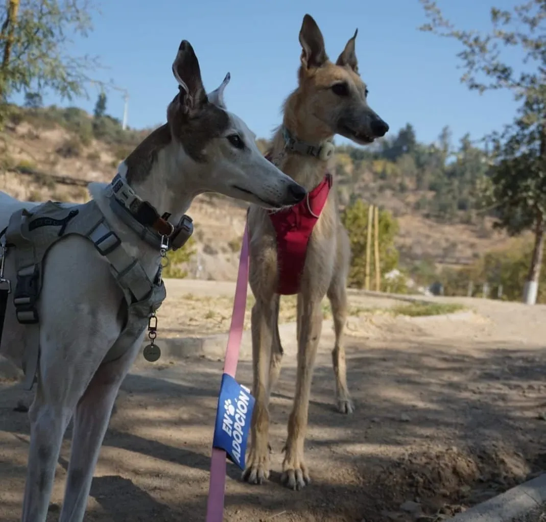 Foxy, galga de pelaje claro, con arnés rojo, junto a otro galgo blanco en un camino de tierra.