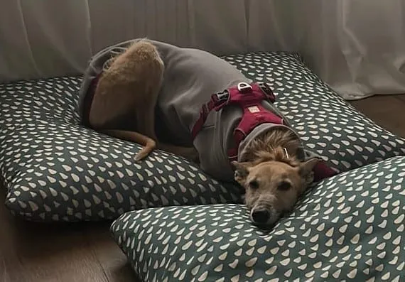 Foxy, galga de pelaje claro, con polera gris y arnés rojo, recostada sobre almohadas estampadas.