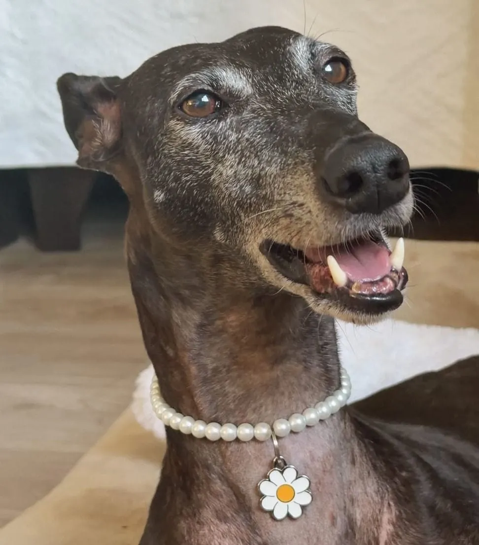 Francia, galga de pelaje oscuro, con collar de perlas y dije de flor, en primer plano.