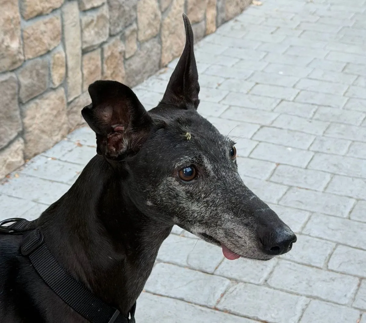 Francia, galga negra con canas, con arnés negro, sobre baldosas junto a una pared de piedra.