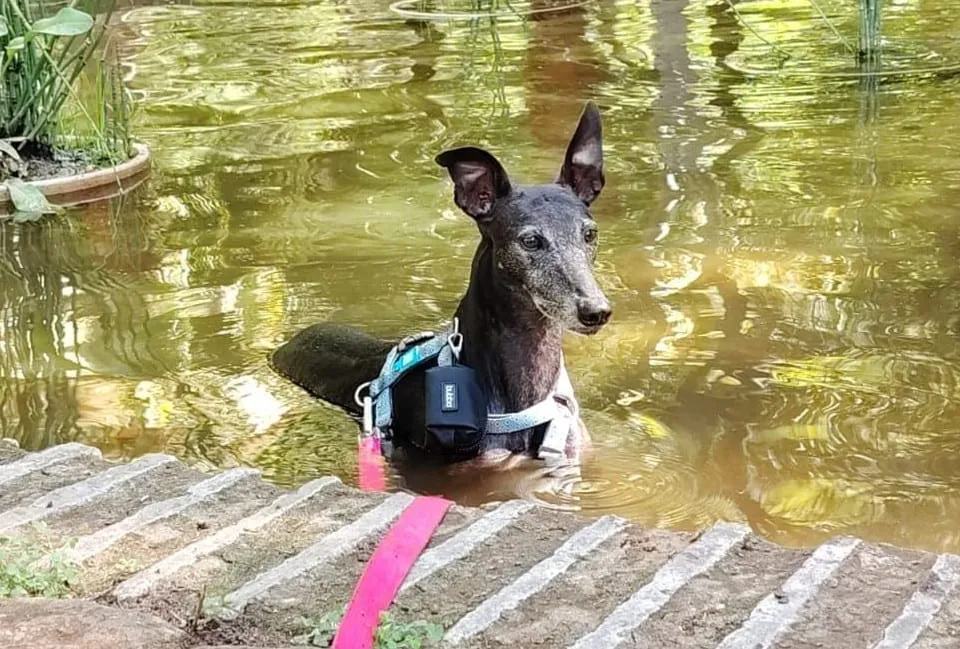 Francia, galga negra con canas, con arnés y correa rosa, dentro de un estanque.