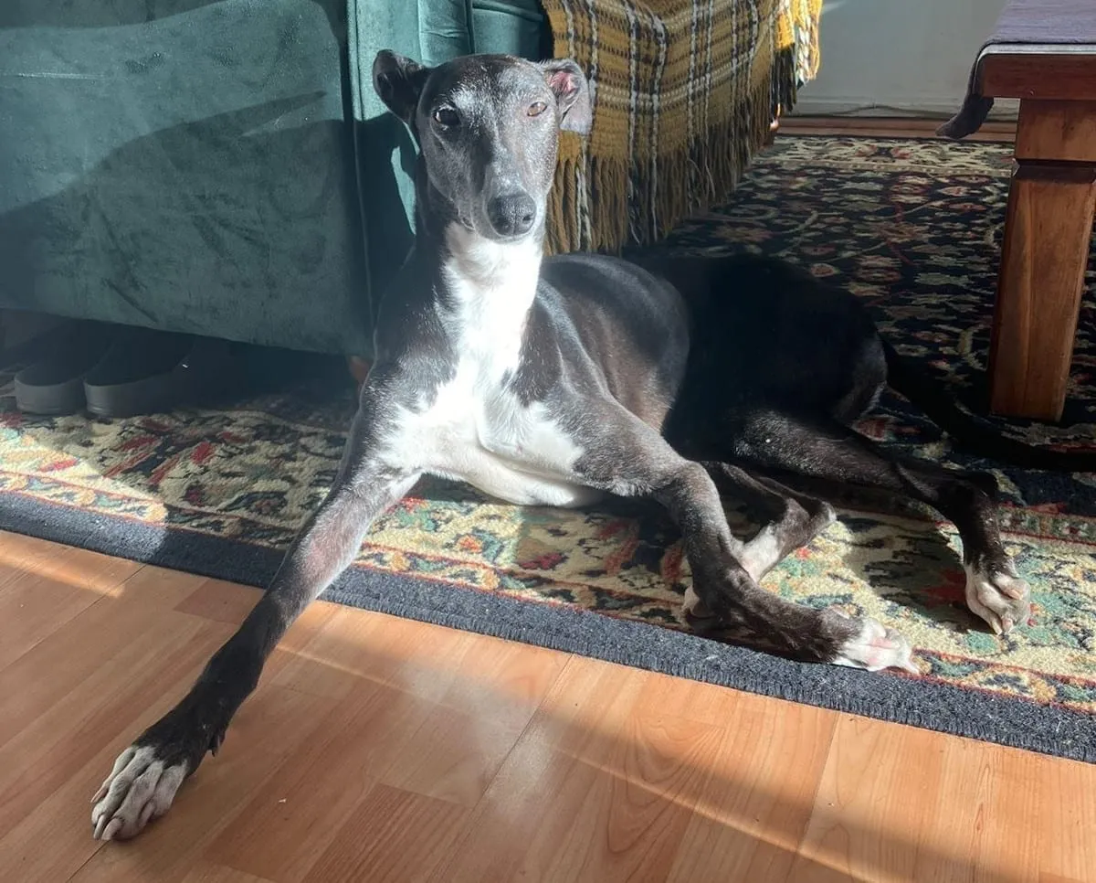 Huayca, galga negra con manchas blancas, recostada sobre una alfombra con diseño floral en interior.