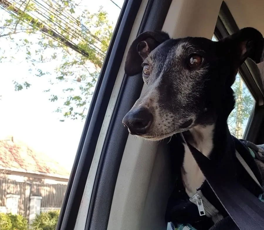 Huayca, galga negra con manchas blancas, mirando por la ventana de un auto.