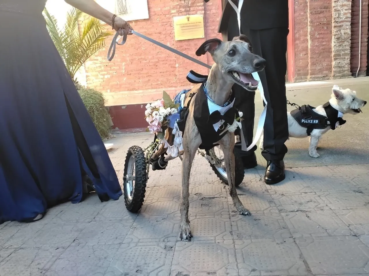 Leo, galgo atigrado, en una silla de ruedas para perros con un arnés negro, junto a personas y otro perro pequeño.
