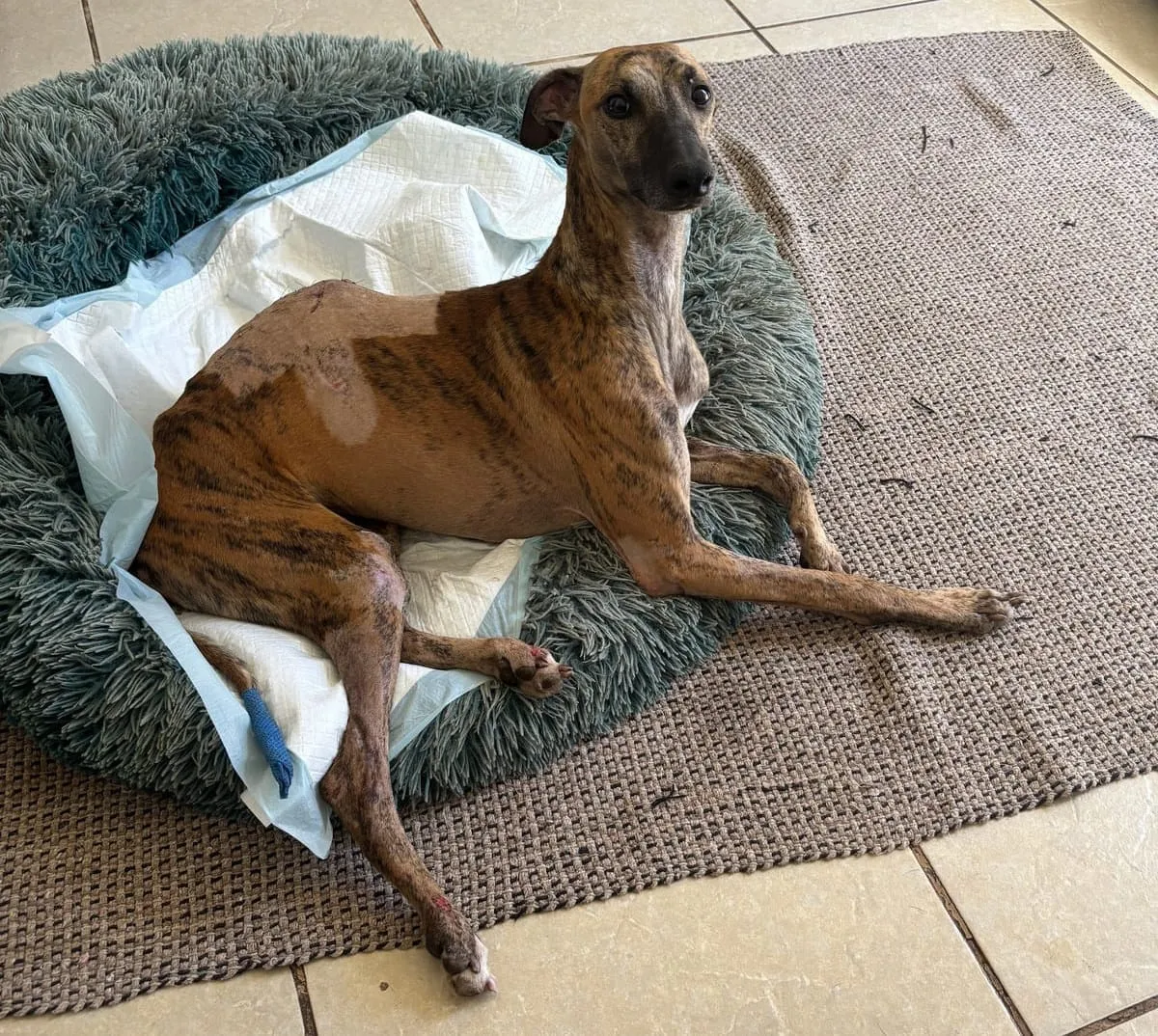 Leo, galgo atigrado, recostado sobre una cama esponjosa con una compresa en una pata.