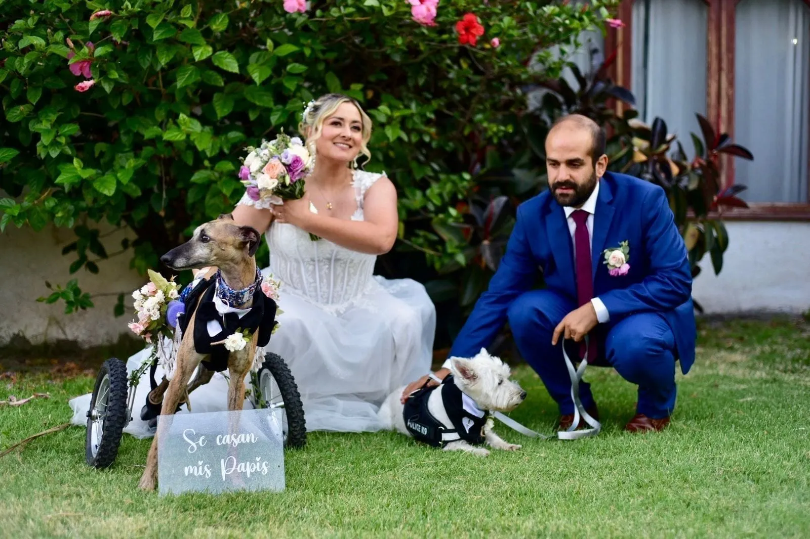 Leo, galgo atigrado, en una silla de ruedas con un esmoquin, junto a dos personas y otro perro pequeño sobre césped.