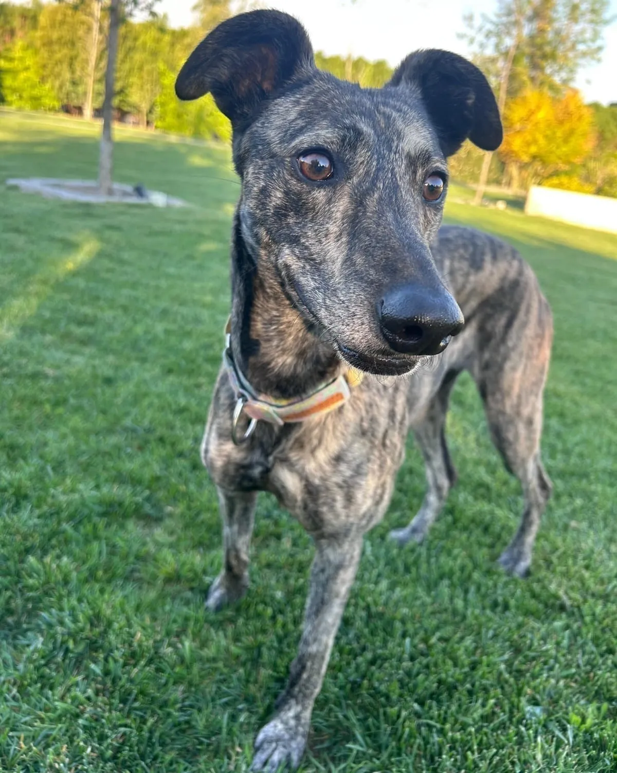Lisbeth, perra atigrada, con collar de colores, de pie sobre césped en un parque.