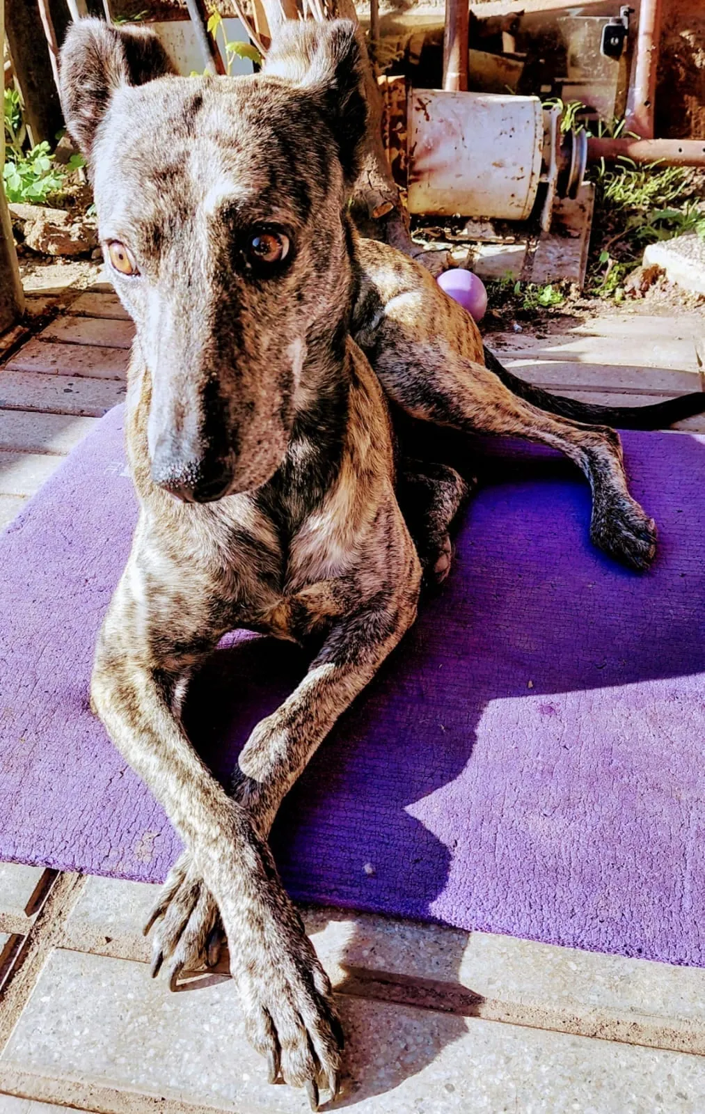 Lisbeth, perra atigrada, recostada sobre una colchoneta morada en un patio.