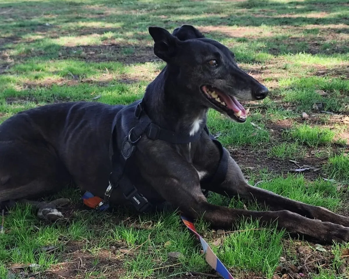 Loica, galga negra, con arnés negro, recostada sobre césped.