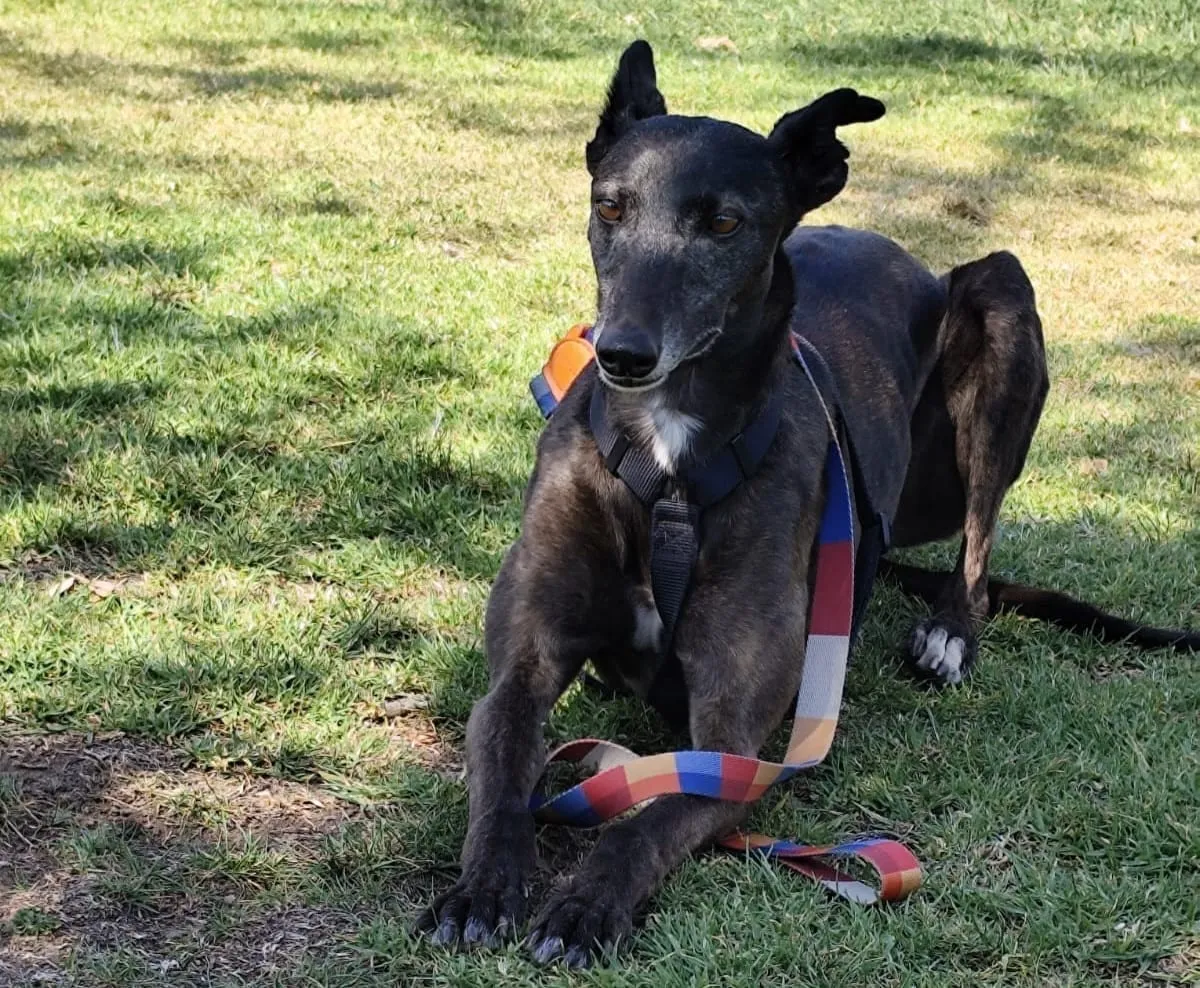 Loica, galga negra, con arnés y correa de colores, recostada sobre césped.