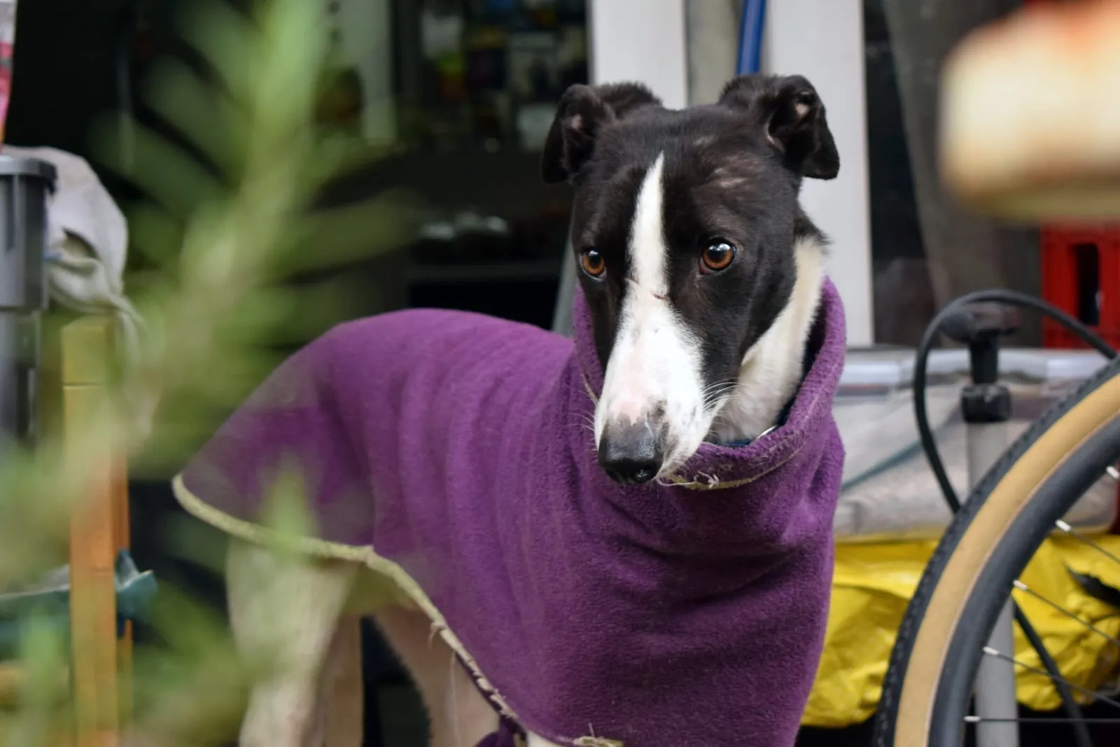 Luciano, galgo negro y blanco, envuelto en una manta morada, junto a una bicicleta.