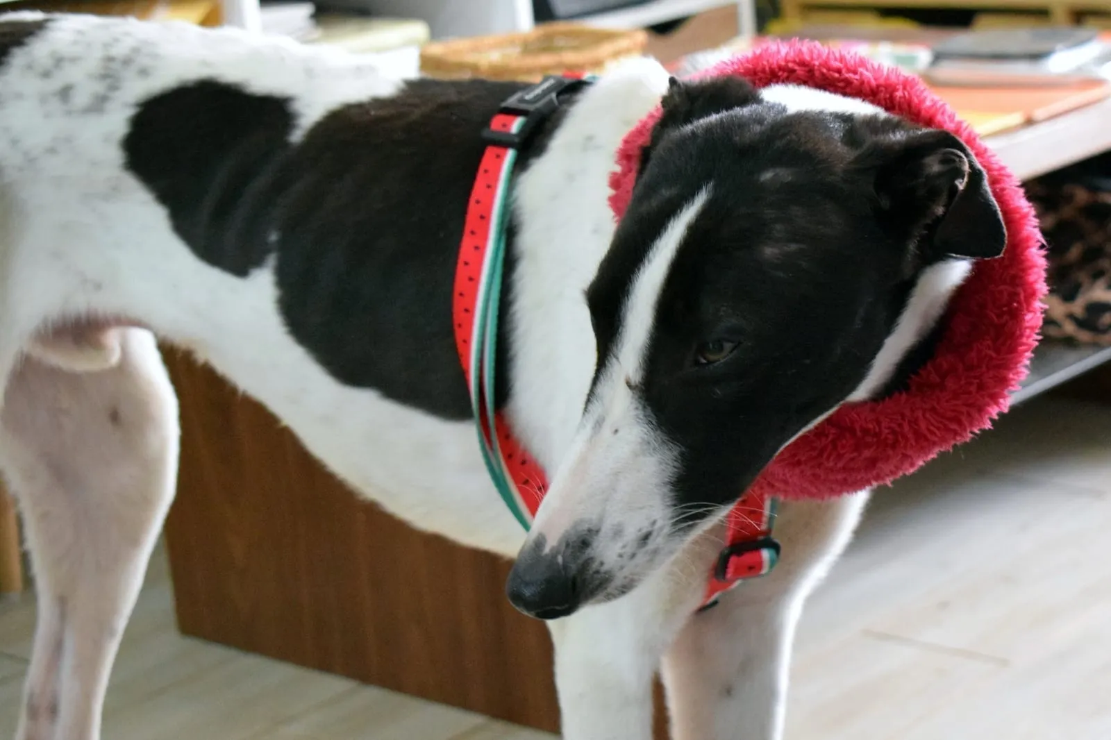 Luciano, galgo negro y blanco, con un collar rojo y verde, en interior.
