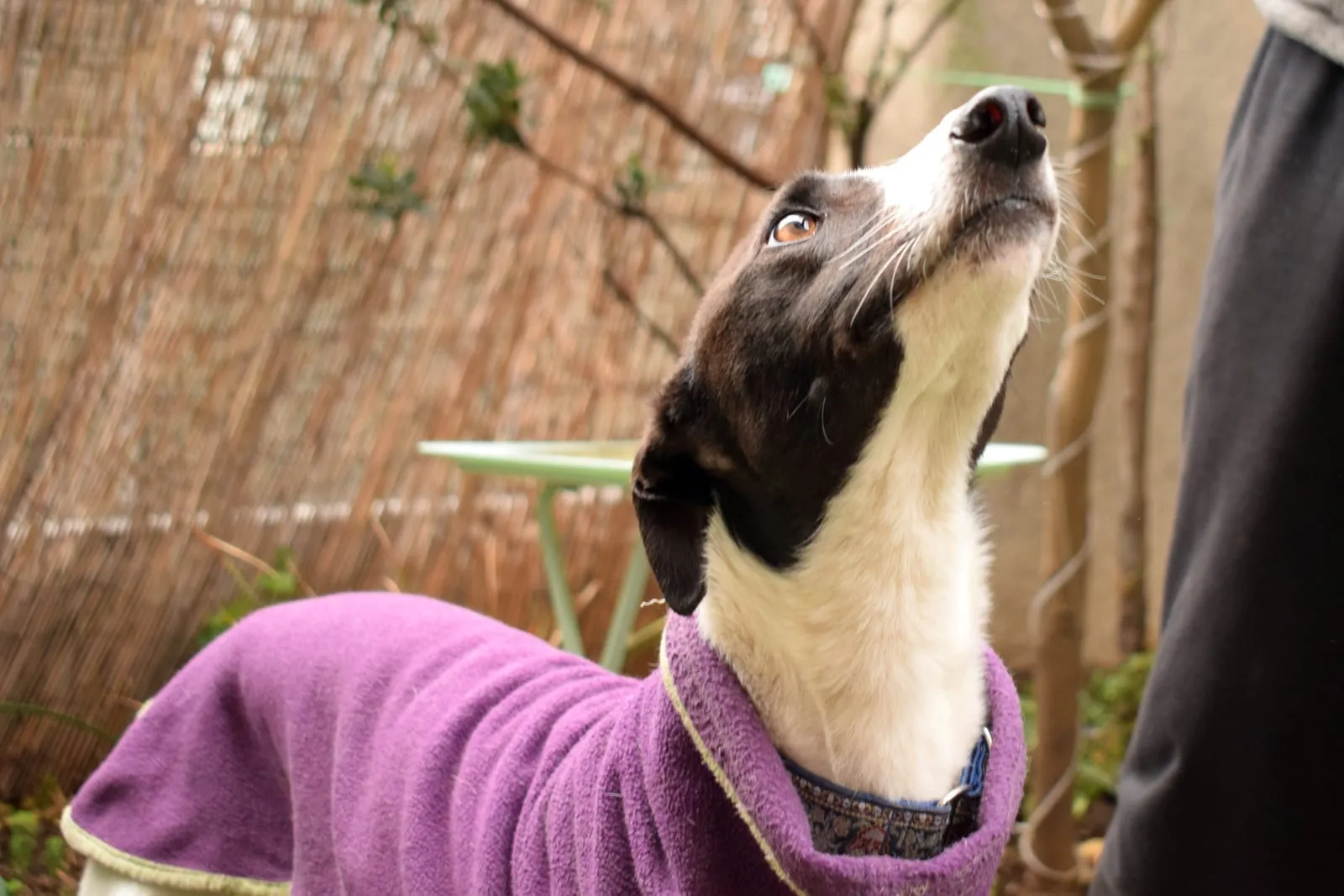 Luciano, galgo negro y blanco, con una manta morada, mirando hacia arriba en un patio.