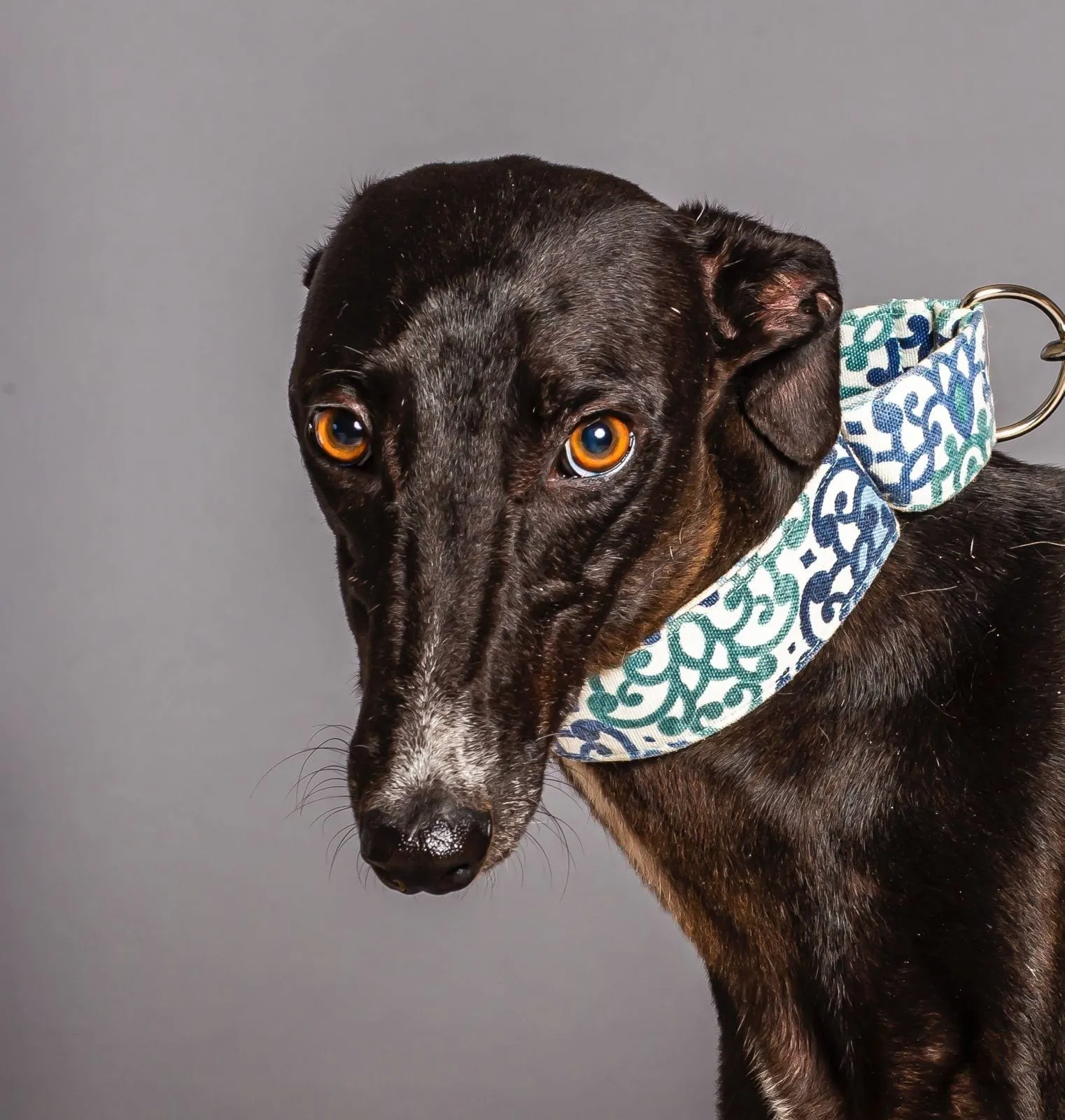 Malta, galga negra, con pañuelo de estampado azul y verde, en primer plano sobre fondo gris.