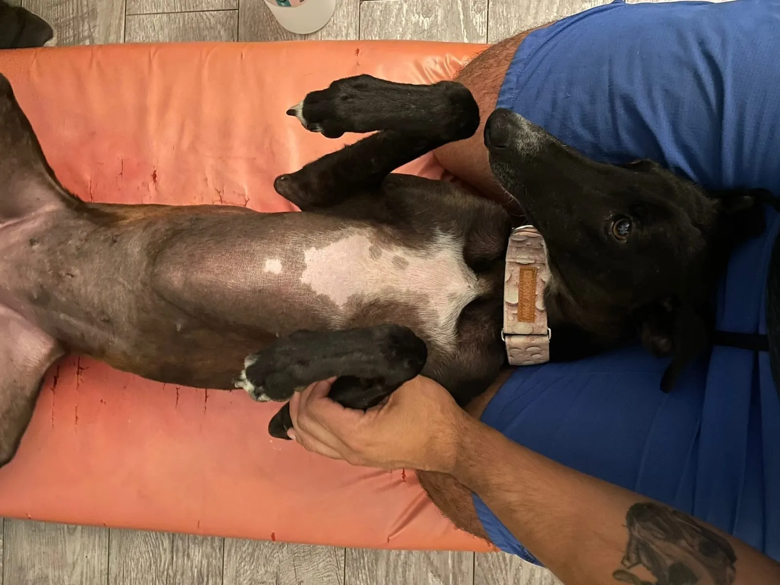 Malta, galga negra, acostada panza arriba sobre un sofá naranja junto a una persona.