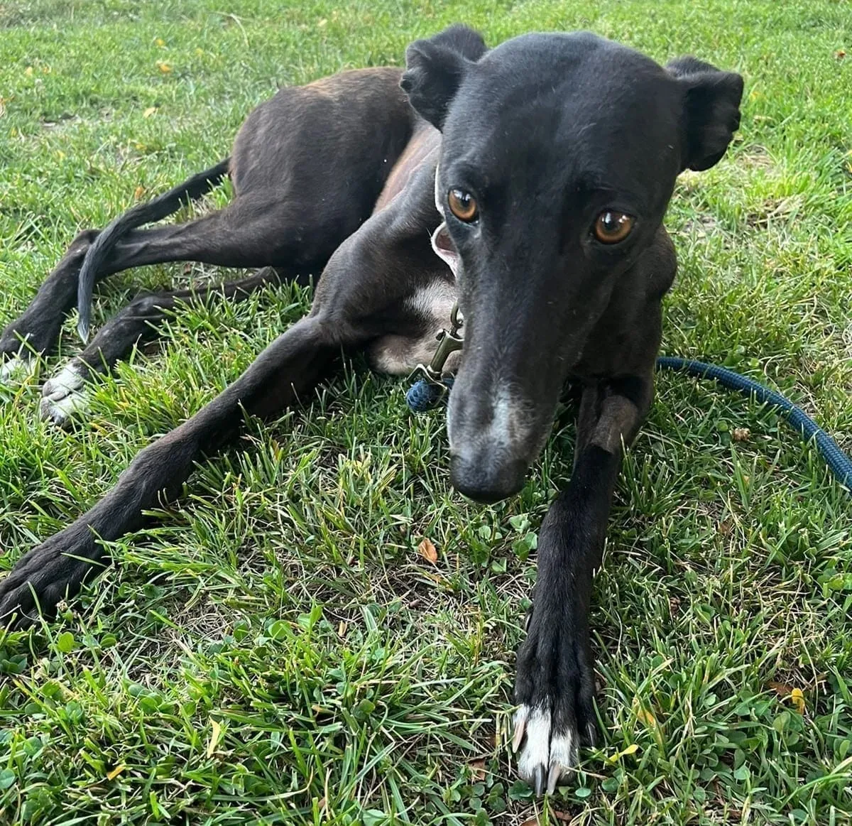Malta, galga negra, recostada sobre césped mirando a cámara.