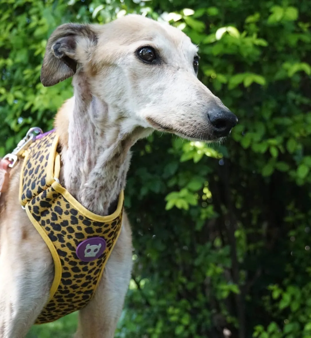 Mozzarella, galga de pelaje claro, con arnés de leopardo, de perfil al aire libre.