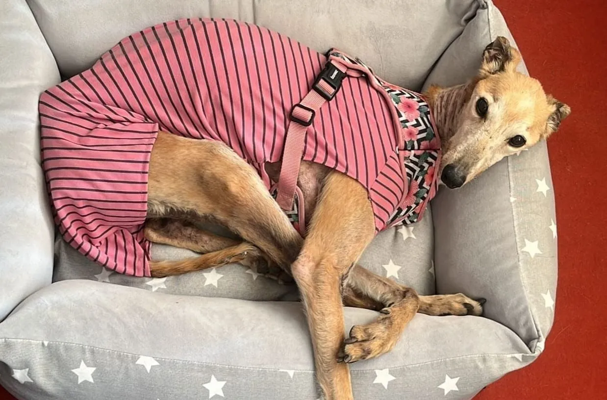 Mozzarella, galga de pelaje claro, con polera a rayas rosadas, acostada en un sofá con estrellas.
